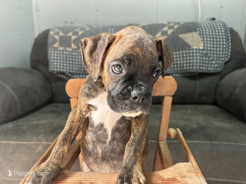 Monza – Boxer puppy for sale in Allons, TN