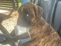 Sierra , a female Boxer for sale in Allons, TN – 6 of 10