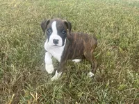 Celest, a female Boxer for sale in Allons, TN – 8 of 9