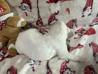 Silver, a female Boxer for sale in Allons, TN – Photo 2 of 4