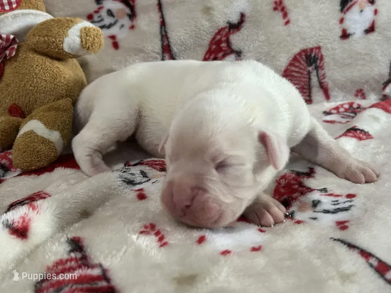 Silver, a female Boxer for sale in Allons, TN – Photo 1 of 4