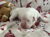 Silver, a female Boxer for sale in Allons, TN – Photo 1 of 4