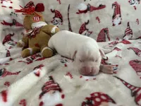 Silver, a female Boxer for sale in Allons, TN – Photo 3 of 4