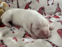 Silver, a female Boxer for sale in Allons, TN – Photo 4 of 4