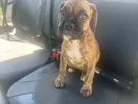 Vette, a female Boxer for sale in Allons, TN – 5 of 10
