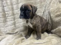 Sierra , a female Boxer for sale in Allons, TN – 3 of 4