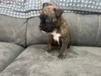 Monza, a male Boxer for sale in Allons, TN – 4 of 4