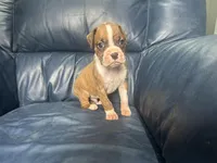 Tahoe, a male Boxer for sale in Allons, TN – 6 of 10