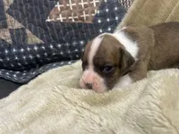 Tahoe, a male Boxer for sale in Allons, TN – Photo 2 of 4