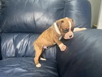 Tahoe, a male Boxer for sale in Allons, TN – 4 of 10