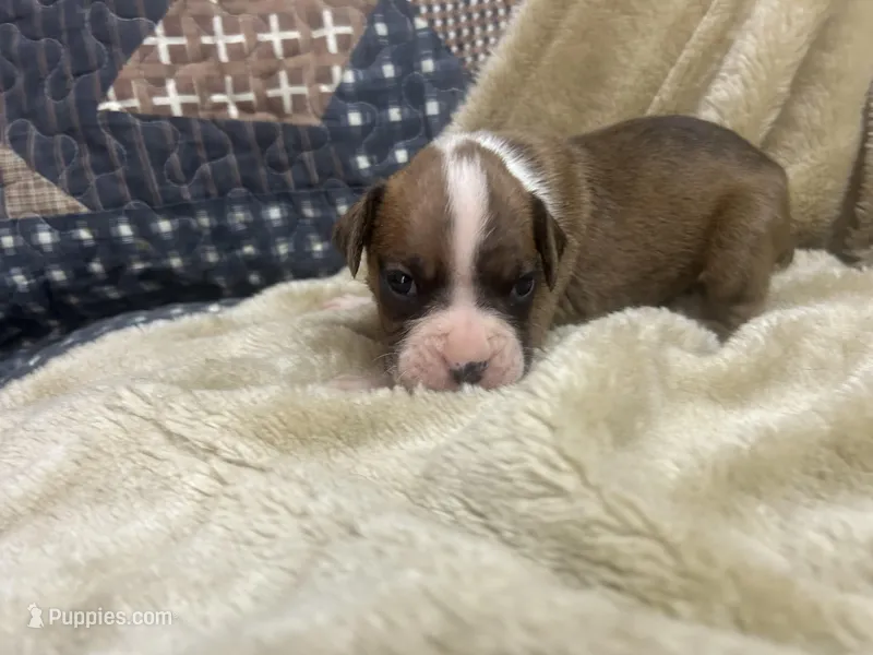 Tahoe – Boxer puppy for sale in Allons, TN