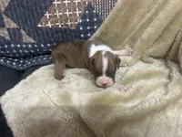 Tahoe, a male Boxer for sale in Allons, TN – Photo 4 of 4