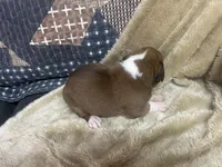 Blazer, a female Boxer for sale in Allons, TN – Photo 3 of 5