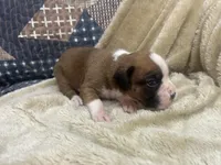 Blazer, a female Boxer for sale in Allons, TN – Photo 2 of 5