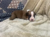 Blazer, a female Boxer for sale in Allons, TN – Photo 4 of 5