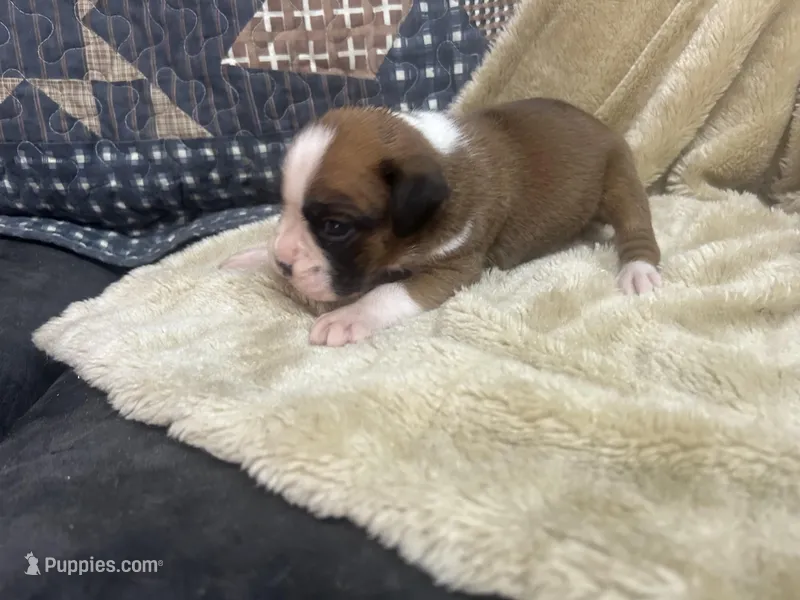 Blazer – Boxer puppy for sale in Allons, TN