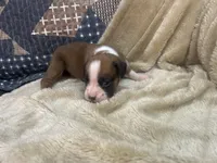 Blazer, a female Boxer for sale in Allons, TN – Photo 5 of 5