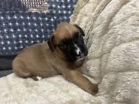 Yukon, a male Boxer for sale in Allons, TN – Photo 1 of 2