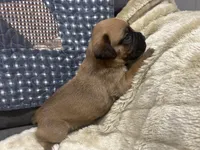 Yukon, a male Boxer for sale in Allons, TN – Photo 2 of 2