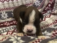 Yukon, a male Boxer for sale in Allons, TN – Photo 5 of 7