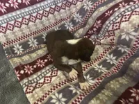 Yukon, a male Boxer for sale in Allons, TN – Photo 7 of 7