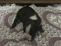 Yukon, a male Boxer for sale in Allons, TN – Photo 4 of 7