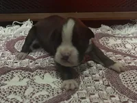 Yukon, a male Boxer for sale in Allons, TN – Photo 2 of 7