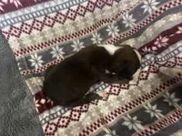 Yukon, a male Boxer for sale in Allons, TN – Photo 6 of 7