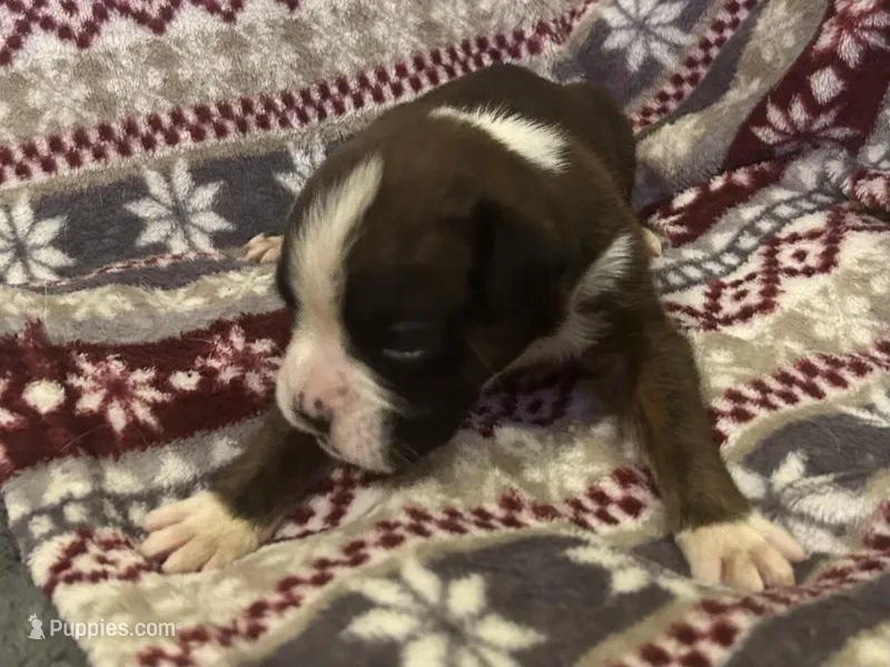 Yukon, a male Boxer for sale in Allons, TN – Photo 1 of 7