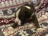 Yukon, a male Boxer for sale in Allons, TN – Photo 1 of 7