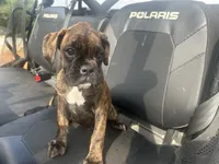 Sierra , a female Boxer for sale in Allons, TN – 3 of 3