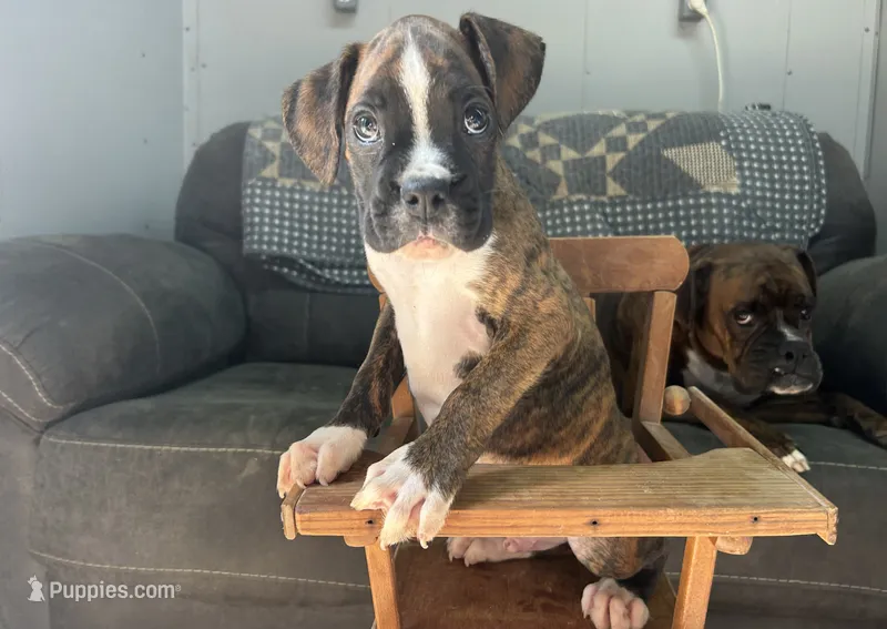 Yukon – Boxer puppy for sale in Allons, TN