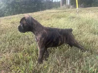 Luv, a female Boxer for sale in Allons, TN – 9 of 9