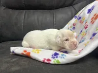 Avalanche, a male Boxer for sale in Allons, TN – Photo 3 of 3