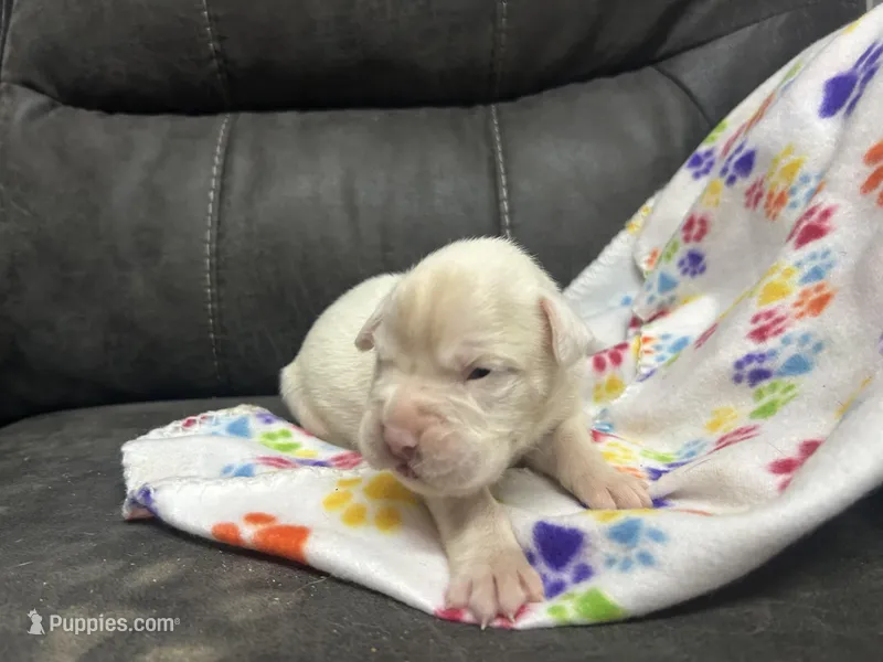 Avalanche, a male Boxer for sale in Allons, TN – Photo 1 of 3