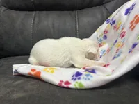 Avalanche, a male Boxer for sale in Allons, TN – Photo 2 of 3