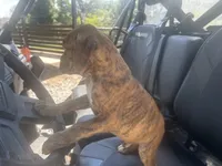 Vette, a female Boxer for sale in Allons, TN – 7 of 10