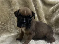 Sierra/Euro, a female Boxer for sale in Allons, TN – Photo 8 of 9