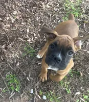 Sierra/Euro, a female Boxer for sale in Allons, TN – Photo 2 of 9