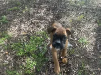 Sierra/Euro, a female Boxer for sale in Allons, TN – Photo 6 of 9
