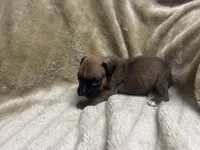 Sierra/Euro, a female Boxer for sale in Allons, TN – Photo 9 of 9