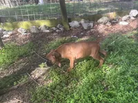 Sierra/Euro, a female Boxer for sale in Allons, TN – Photo 3 of 9