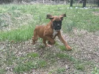 Sierra/Euro, a female Boxer for sale in Allons, TN – Photo 6 of 7