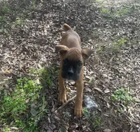 Sierra/Euro, a female Boxer for sale in Allons, TN – Photo 5 of 9
