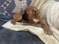 Sierra/Euro, a female Boxer for sale in Allons, TN – Photo 5 of 7