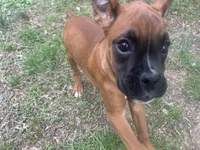 Sierra/Euro, a female Boxer for sale in Allons, TN – Photo 7 of 7