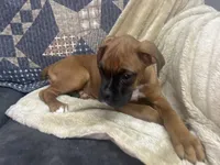 Sierra/Euro, a female Boxer for sale in Allons, TN – Photo 4 of 7