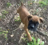Sierra/Euro, a female Boxer for sale in Allons, TN – Photo 4 of 9