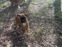 Sierra/Euro, a female Boxer for sale in Allons, TN – Photo 7 of 9