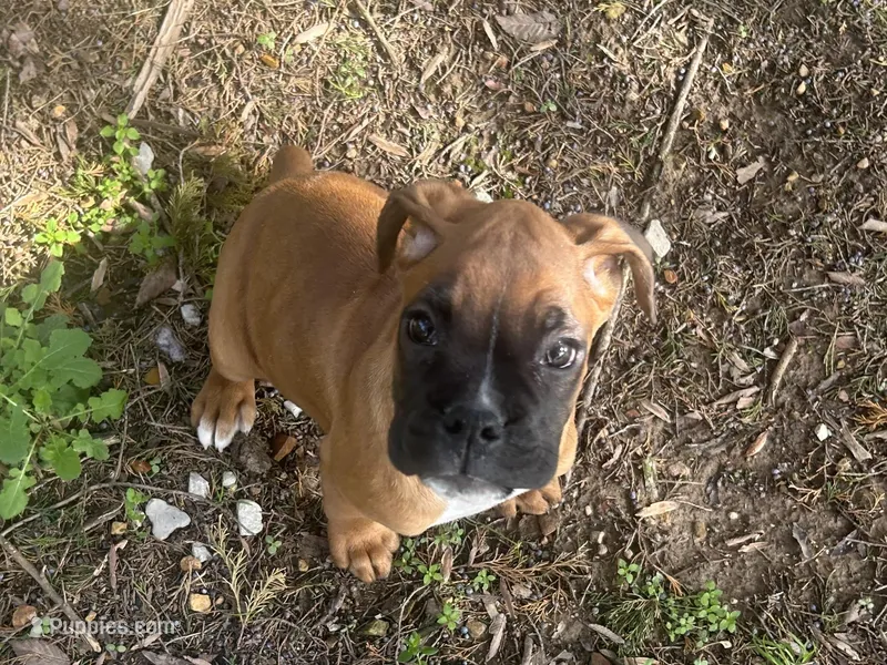 Sierra/Euro – Boxer puppy for sale in Allons, TN
